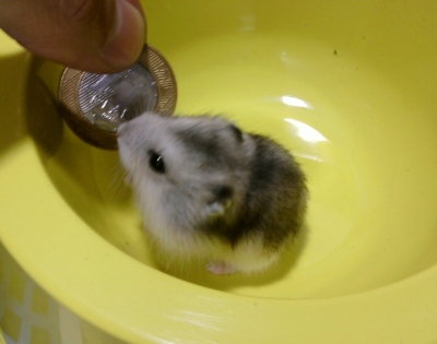 HAMSTER CHINES  class=